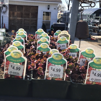 4" Sedum (Stonecrop)