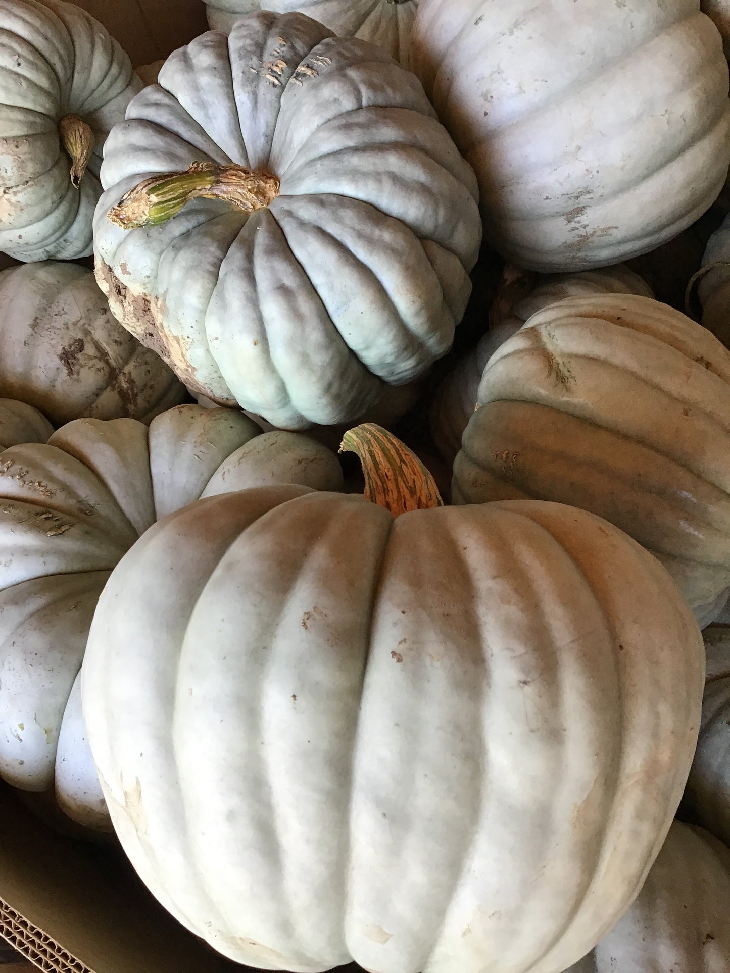 Specialty Pumpkins