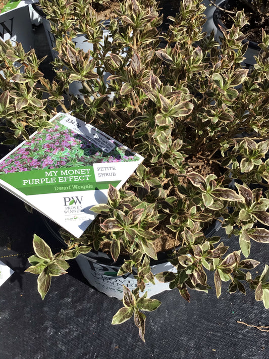 My Monet Purple Effect Weigela