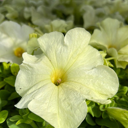 Petunia Multi Pack