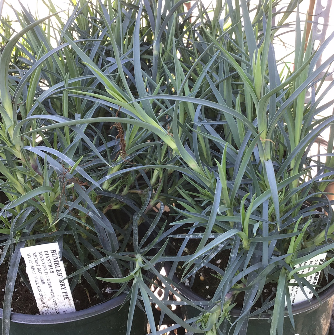 1 Gal Dianthus