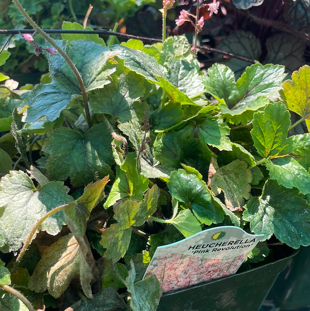 1 Gal Heuchera (Coral Bells)