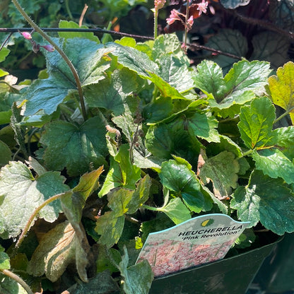 1 Gal Heuchera (Coral Bells)