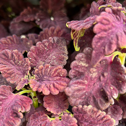 Coleus Multi Pack