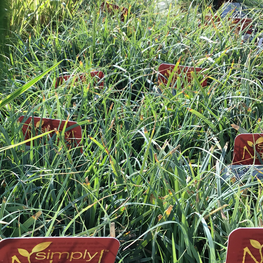Blue Zinger Dwarf Blue Sedge Grass