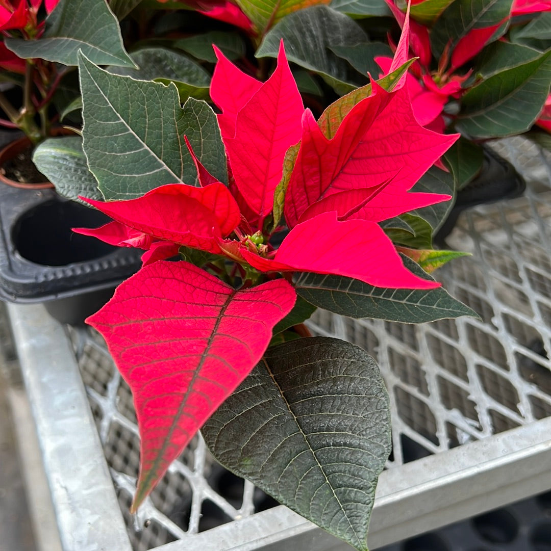 Poinsettia