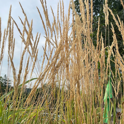 Karl Forester Feather Reed Grass