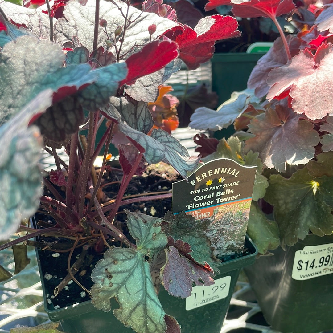 1 Gal Heuchera (Coral Bells)