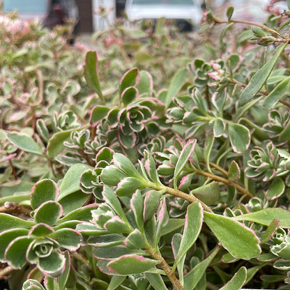 4" Sedum (Stonecrop)
