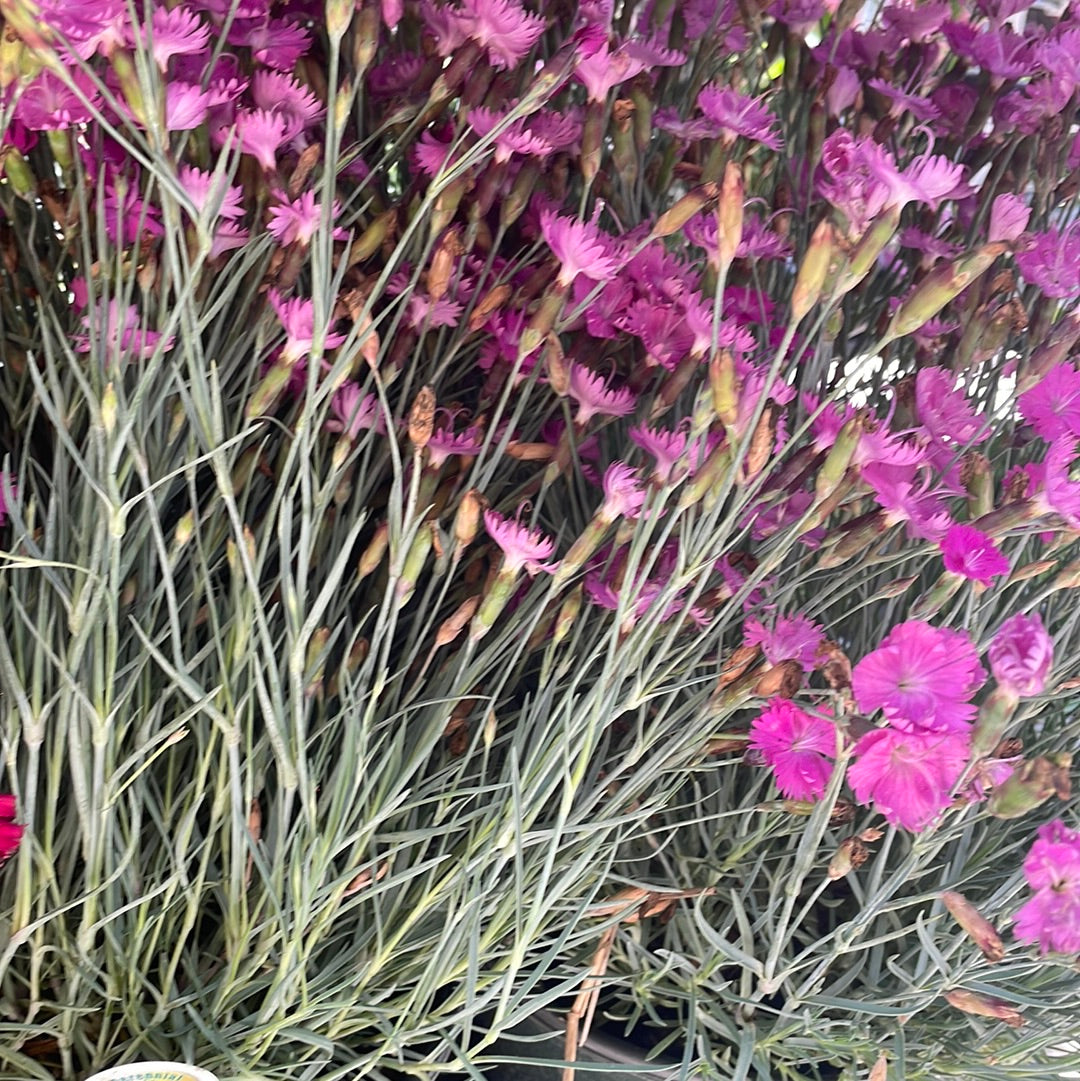1 Gal Dianthus