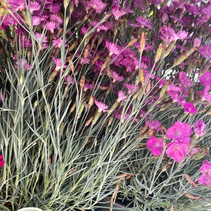 1 Gal Dianthus
