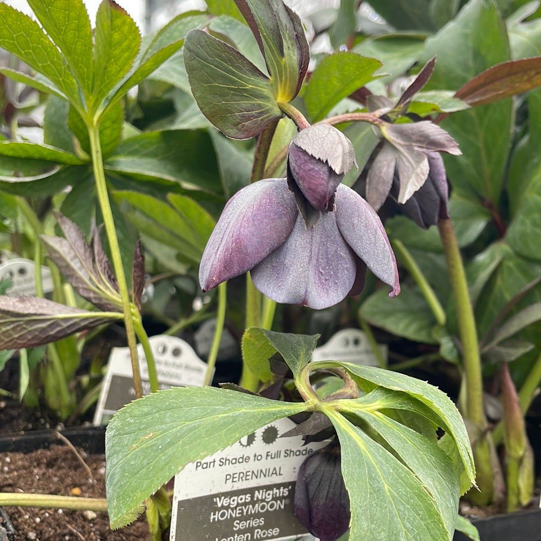 Helleborus