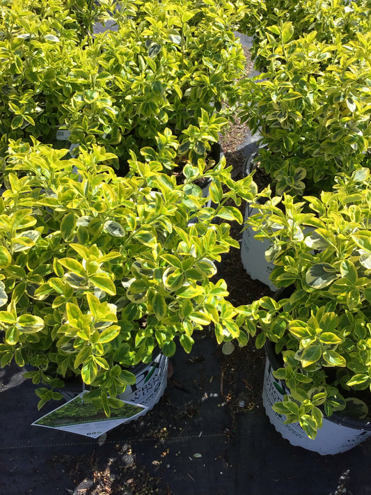 2 Gal Gold Splash Euonymus