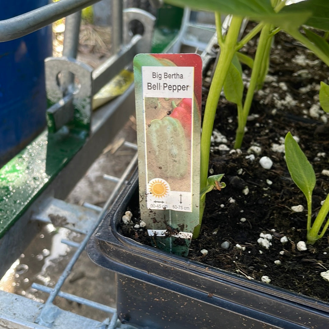 Big Bertha Bell Pepper (Multi Pack)
