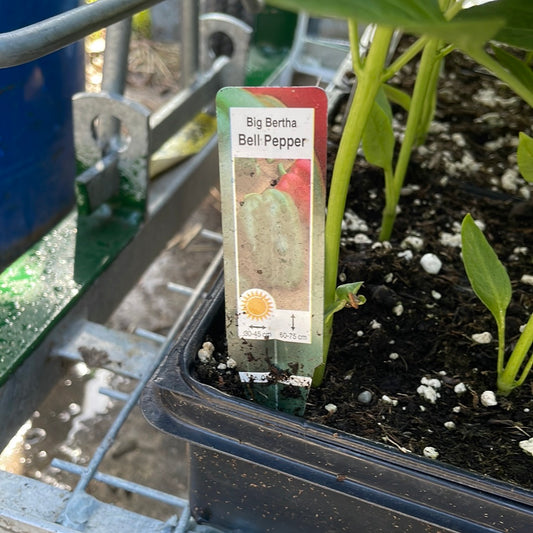 Big Bertha Bell Pepper (Multi Pack)