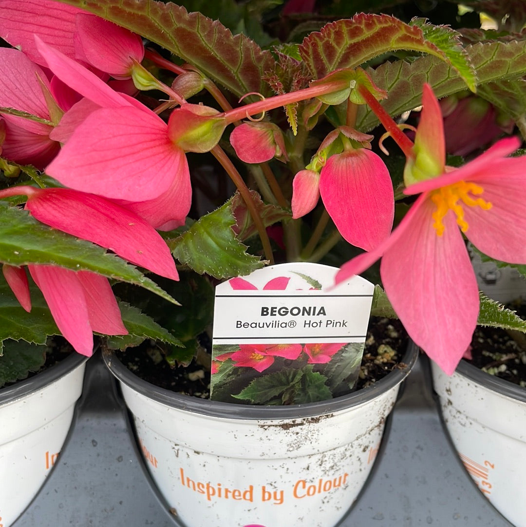 4" Begonia Beauvilla Hot Pink