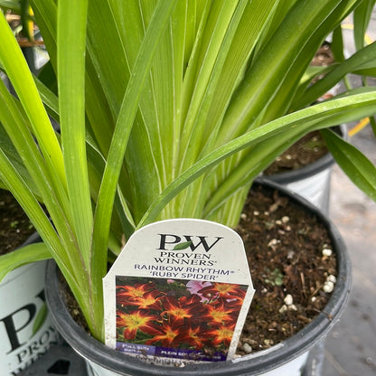 1 Gal Daylily (Hemerocallis)