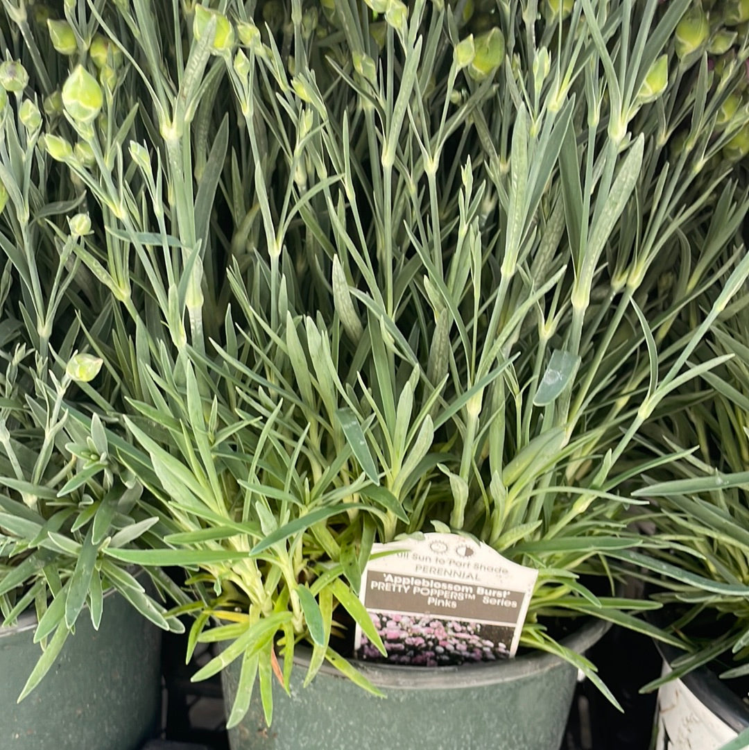 1 Gal Dianthus