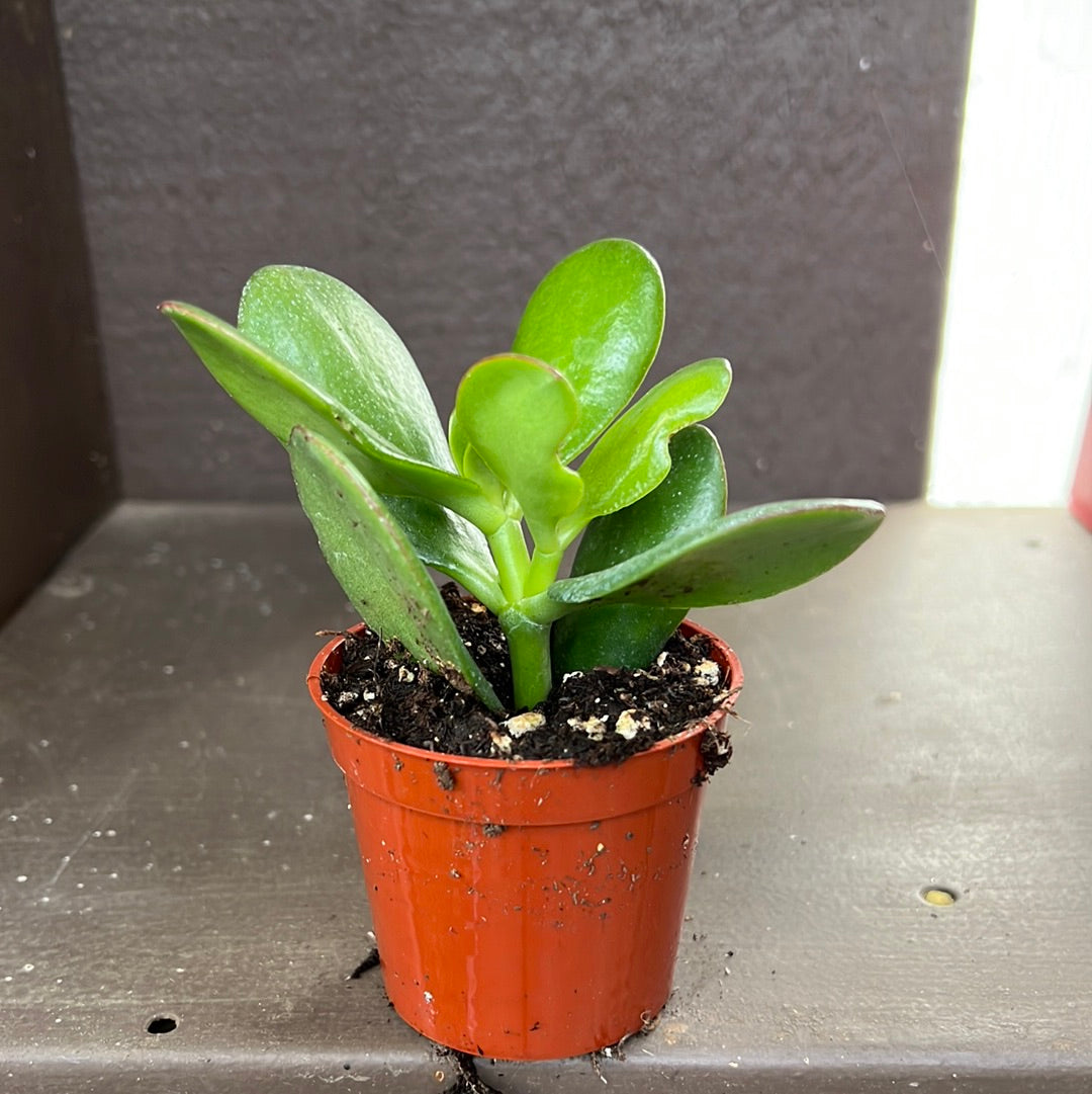 Jade (Crassula Ovata)