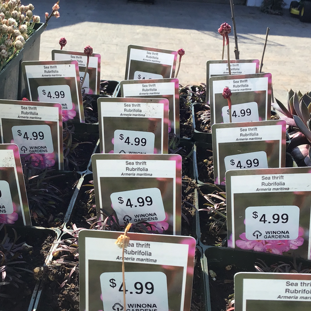 4" Thrift (Armeria maritima)