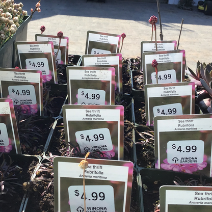 4" Thrift (Armeria maritima)