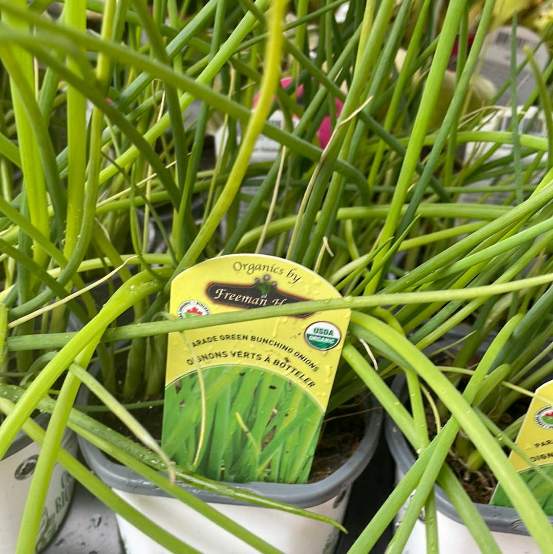 4" Organic Onion