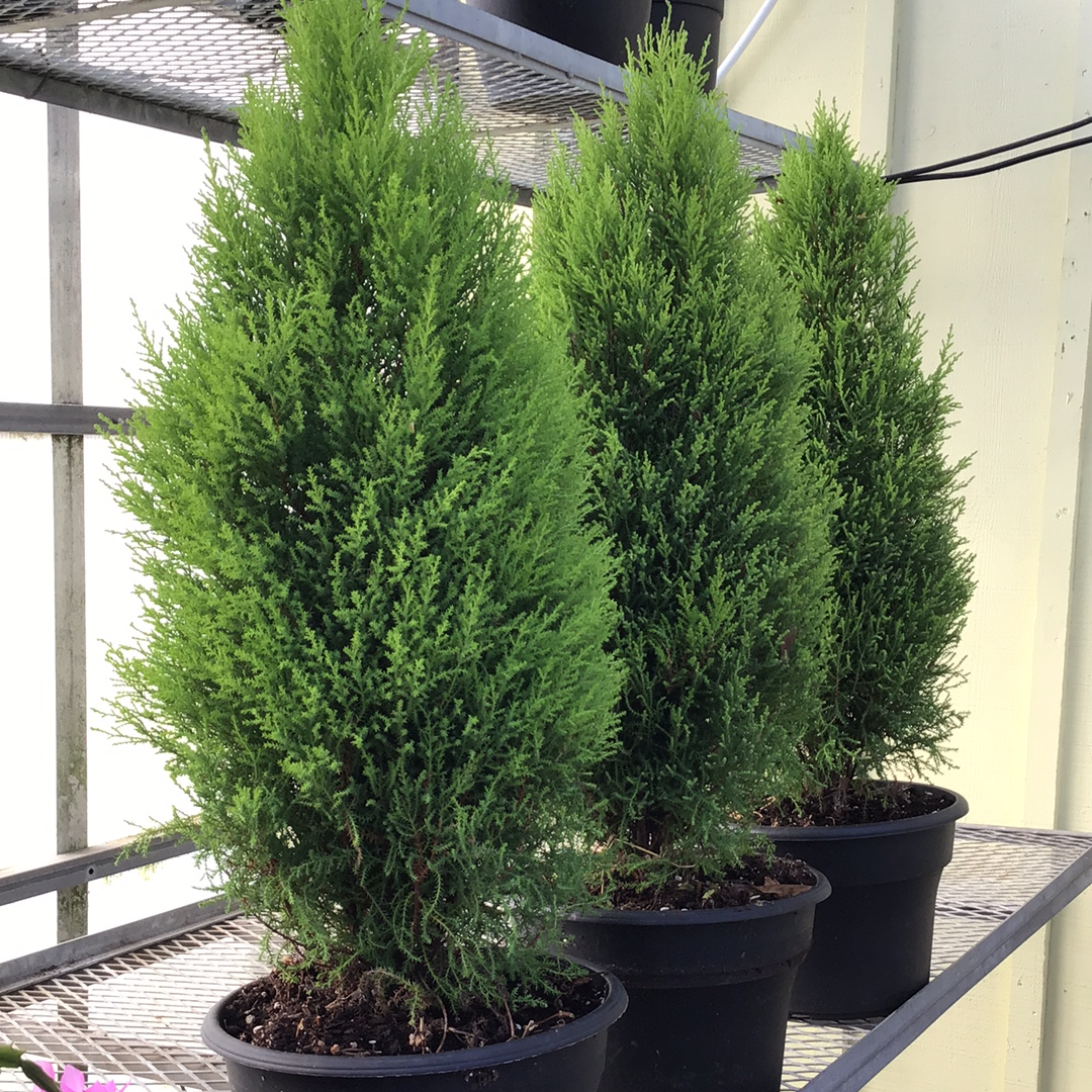 Lemon Cypress Tree