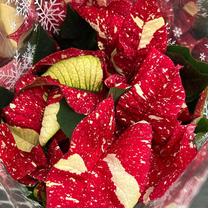 Poinsettia