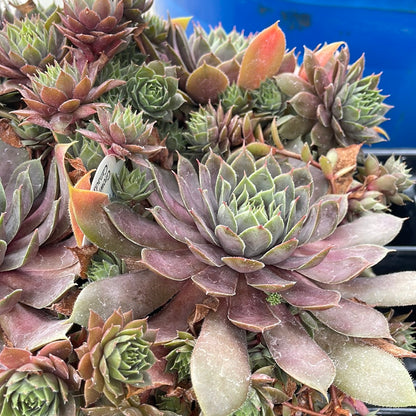 4" Hens and Chicks (Sempervivum)
