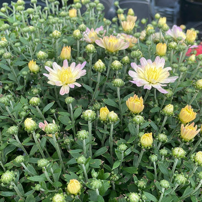 6" Fall Mums