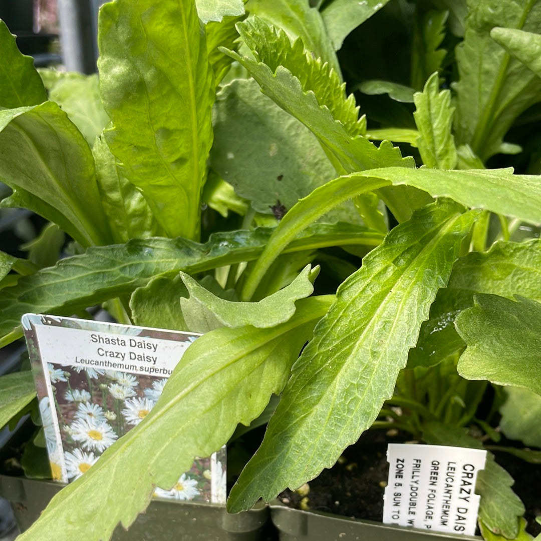 4" Shasta Daisy (Leucanthemum)