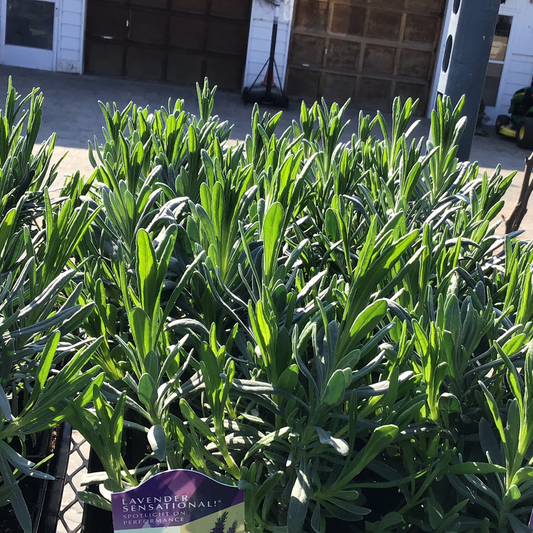 1 Gal Perennial Lavendero