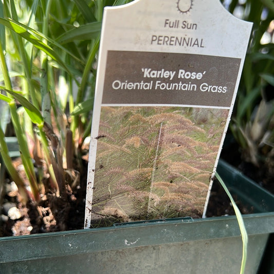 1 Gal Fountain Grass 'Karley Rose' (Pennisetum)