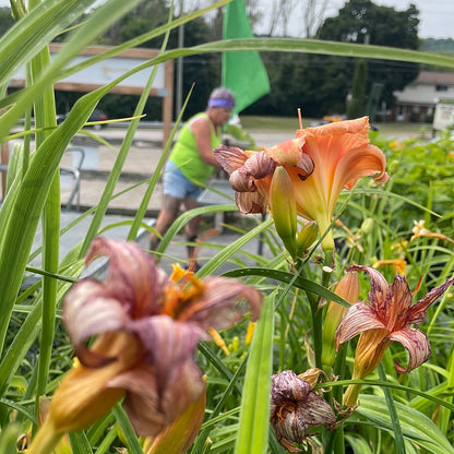 1 Gal Daylily (Hemerocallis)