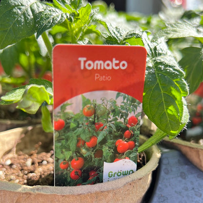 4" Patio Tomato