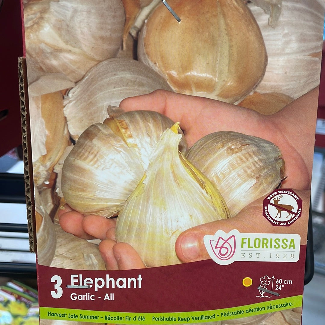 Garlic Bulbs