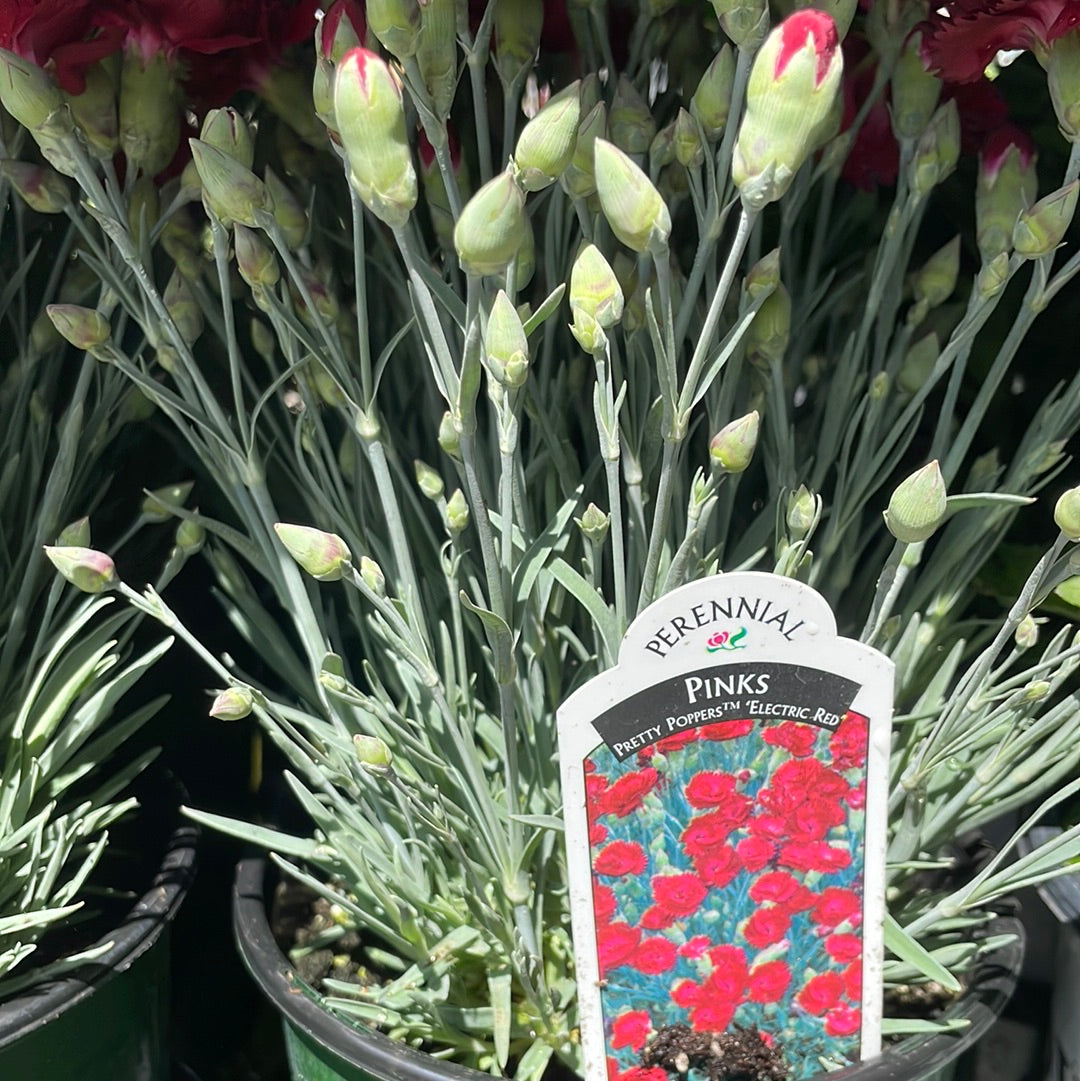 1 Gal Dianthus