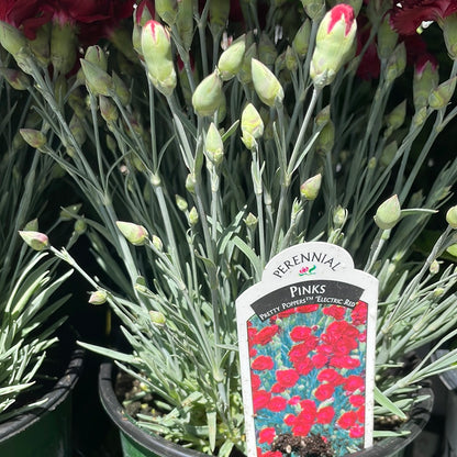 1 Gal Dianthus