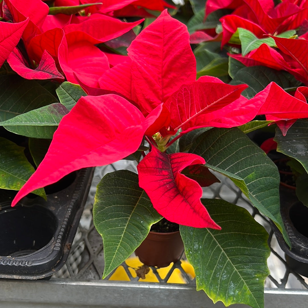 Poinsettia