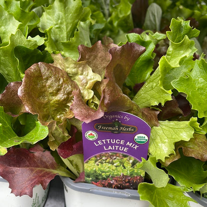 4" Organic Lettuce