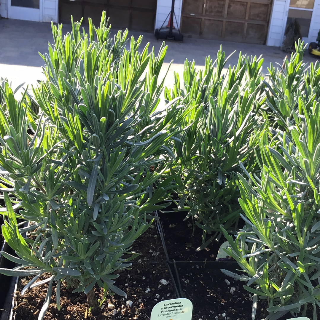1 Gal Perennial Lavendero