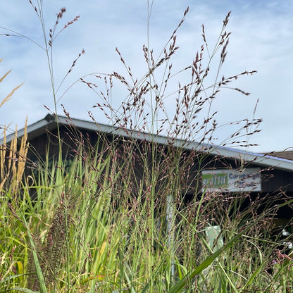 Shenandoah Switch Grass
