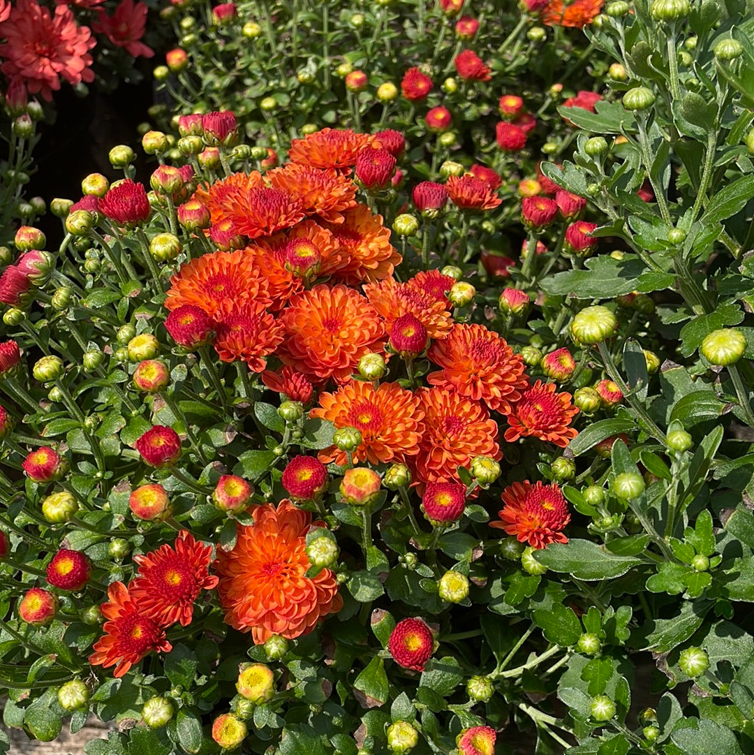 6" Fall Mums