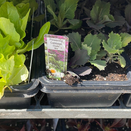 Cabbage Plants (Multi Pack)