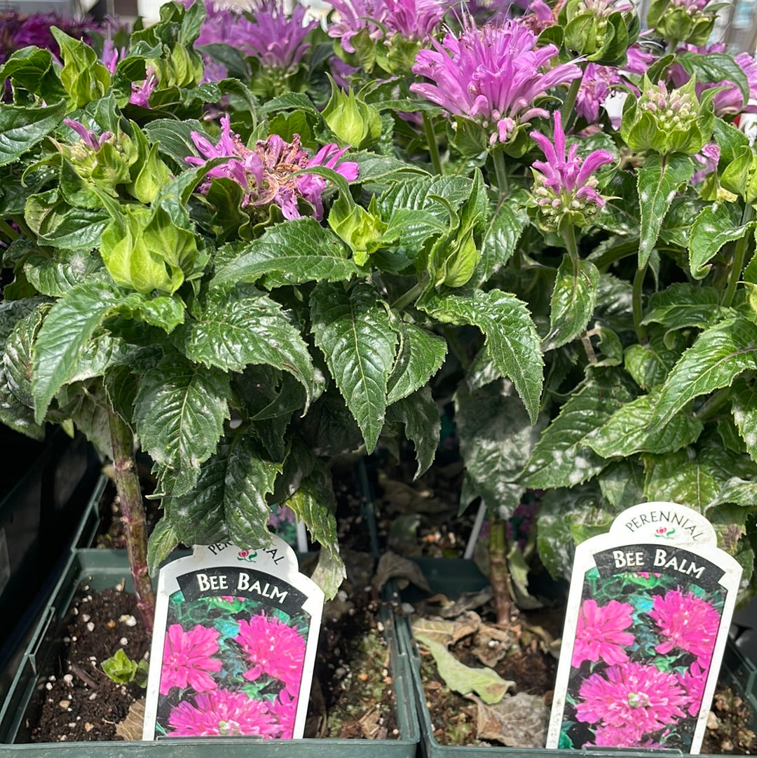1 Gal Bee Balm 'Monarda Didyma'