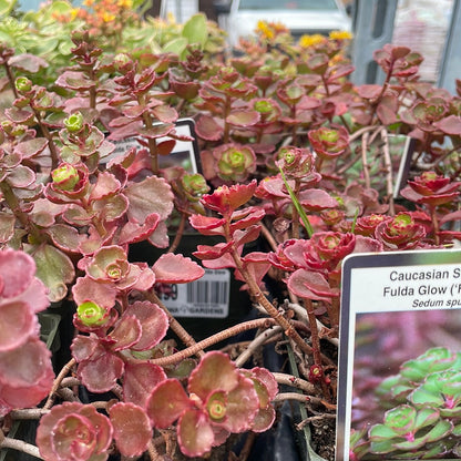 4" Sedum (Stonecrop)