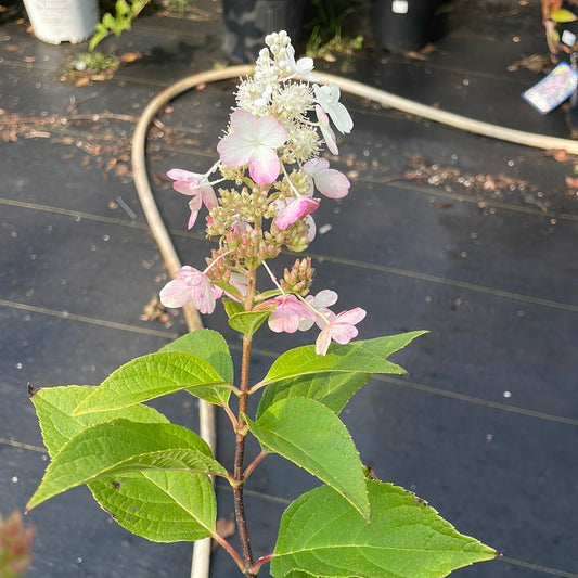Pinky Winky Hydrangea