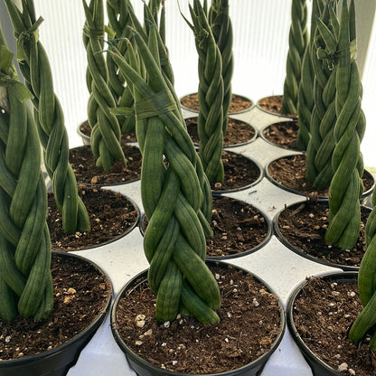 Snake Plant varieties