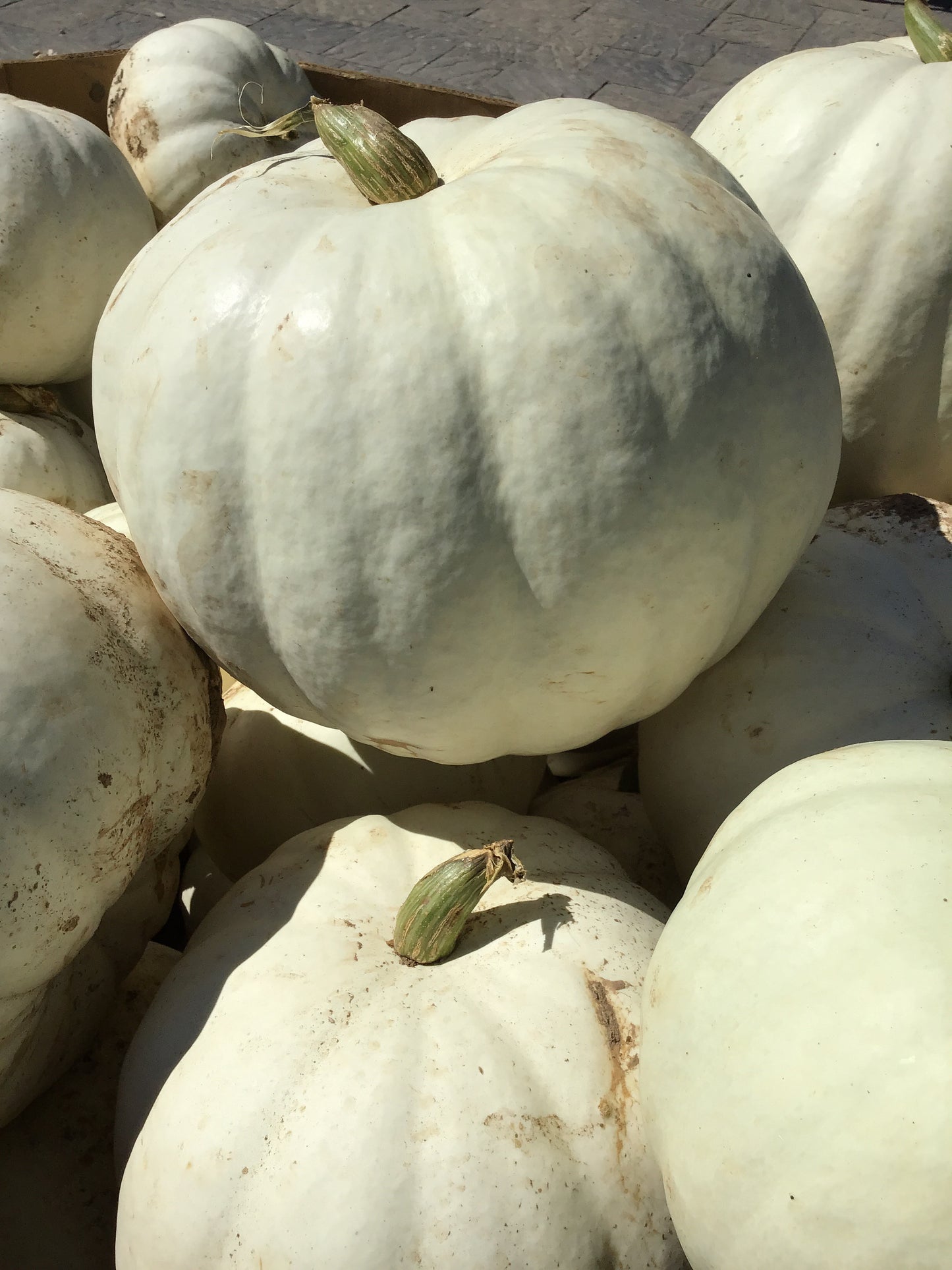 White Pumpkins