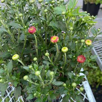 6" Fall Mums